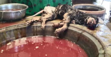 Andrea Scartezzini-Notodogmeat Germany