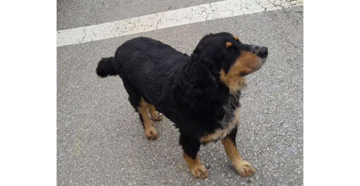 Therapie für meinen Hund Sinan