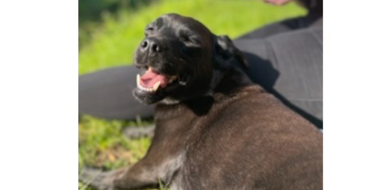 Tierarzt