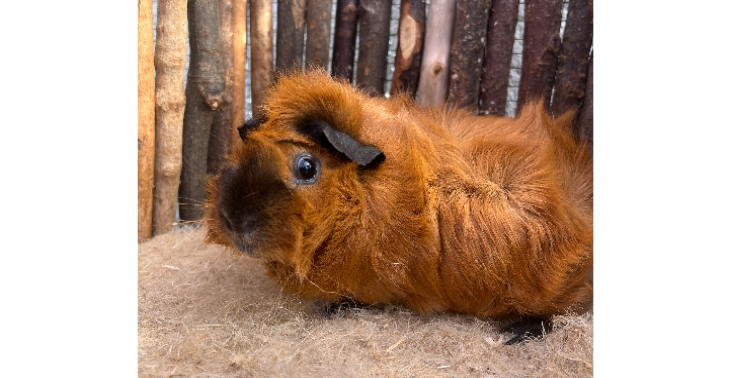 Hilfe für Meerschweinchen Notstation 
