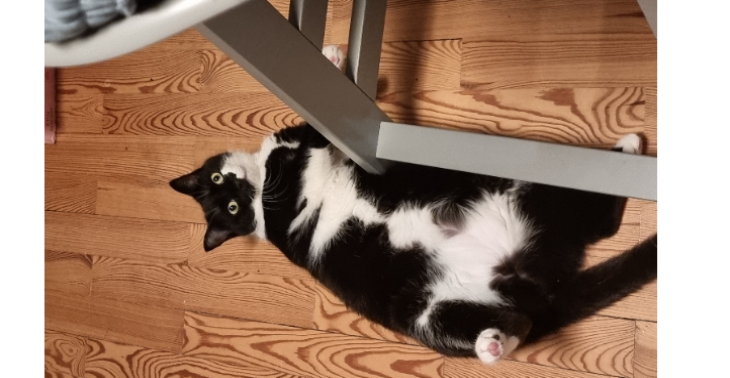 Kleine Maus braucht OP