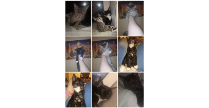 Tierarztkosten für kitten und mama 