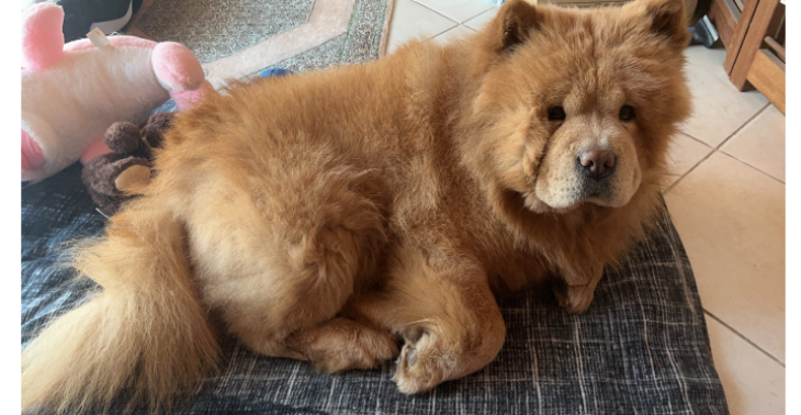 Hilfe für meinen Hund