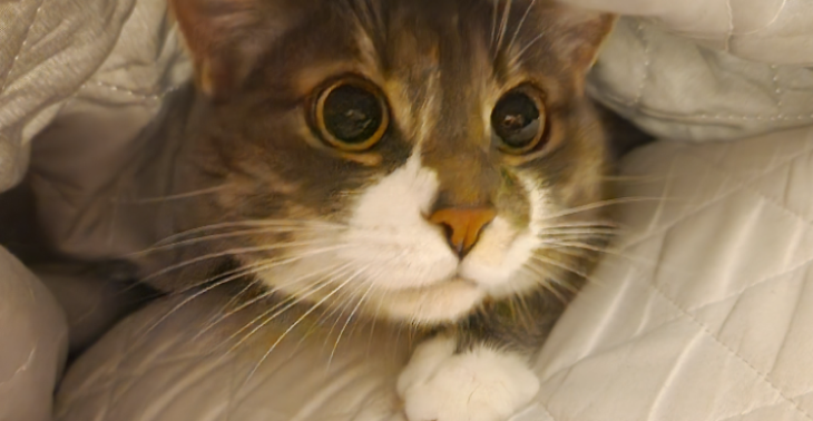 Unsere lieber Kater Pici