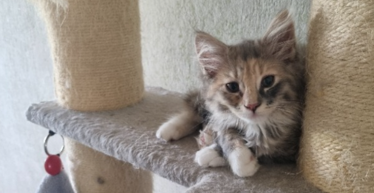 Hilfe für Katze Lucille