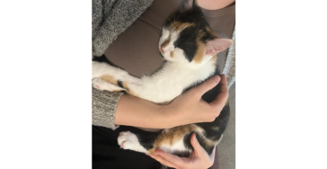 Hilfe für krankes Kitten Emmi
