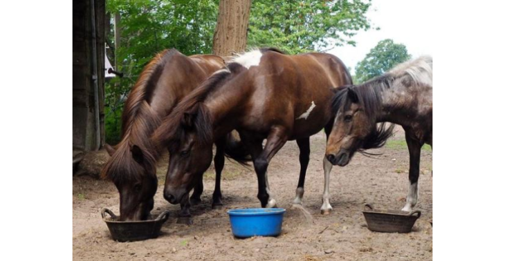 Medizin & Nahrung für unsere Tiere - Medicine & food for our animals