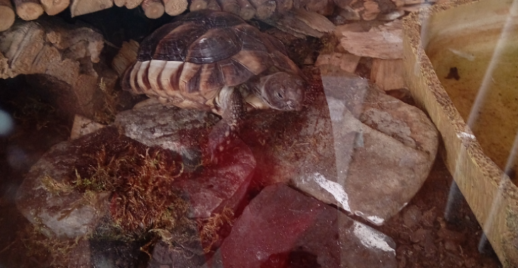 Meine Schildkröte 