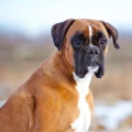 boxer hund  a75877846