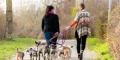 hundesitter im park