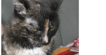 Meine Katze Finchen