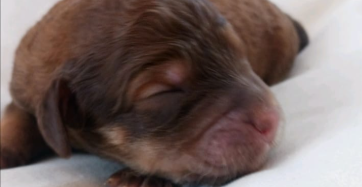 Ein Mann, ein Hund, eine Mission