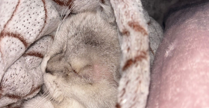 Operation für meine kleine Katze Mimi