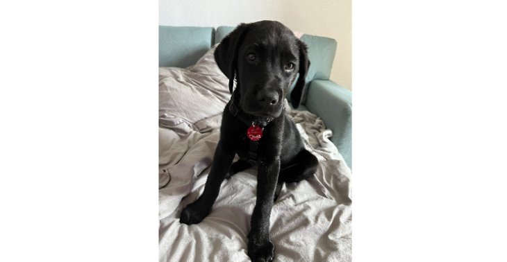 PTBS Assistenzhund für Levi