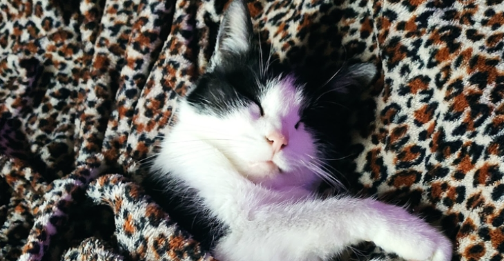 Für meine Katze Shiva
