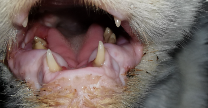 Gehörlose Katze braucht Zahnoperation "dringend"