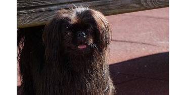 Nur eine 15000 Euro op kann Hund Jessy noch Retten