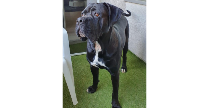 Tierarztkosten für Rocky