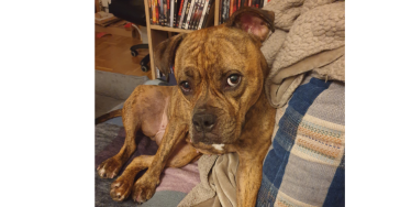 Hilfe für Dolly