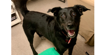 Help with Chucha's Cancer Bills