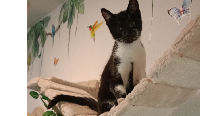 "Kleiner Schatz" bittet um Hilfe bei der Behandlung von Fip.