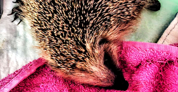 Hilfe für die Igel