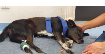 **Hilfe für unseren geliebten Hund Javi – Ein Notfall!**