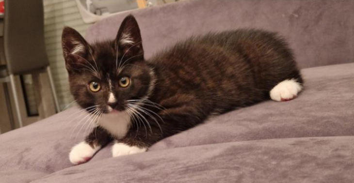 Hilfe für meine Katze mit Ataxie – Ein besseres Leben trotz Handicap!