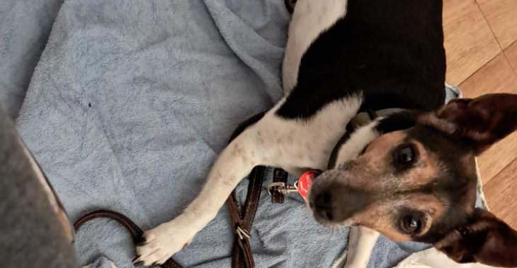 Hunde OP