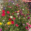 wilde blumenwiese