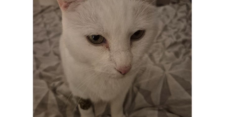 Sheldon mein Seniorkater