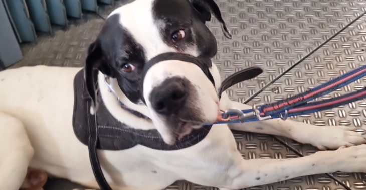 Chaly 6 Jahre Deutsche dogge cane corso mix