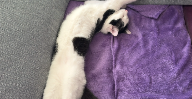 Tierarztkosten für Balu
