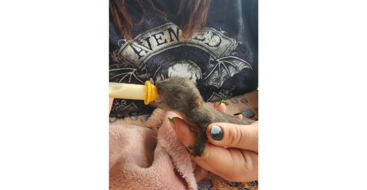 Vögel/Wildtiere/Haustiere in Not aufpäppeln/aufziehen