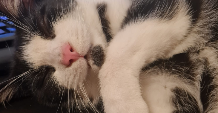 Hilfe für 3jährigen Kater Monty