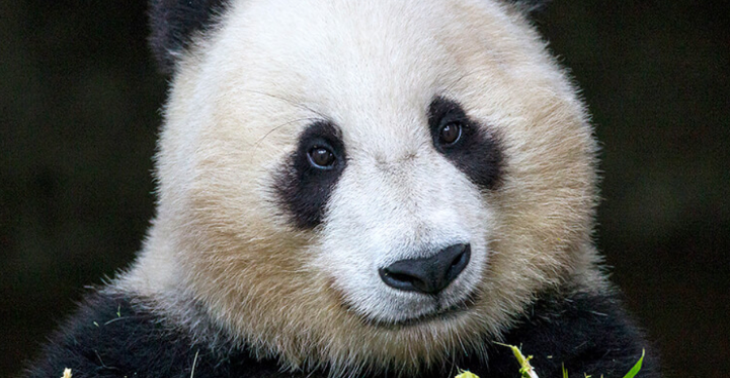 Ein Herz für Großbären Pandas
