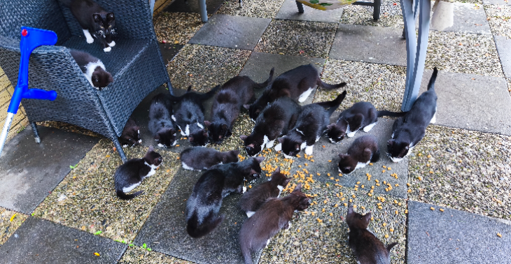 Wir brauchen dringend Hilfe für Kastrationskosten und Futter für 27 Katzen