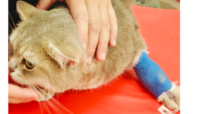 Darmdurchbruch bei meiner Katze
