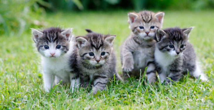 Brauche Katzenzimmer Einrichtung
