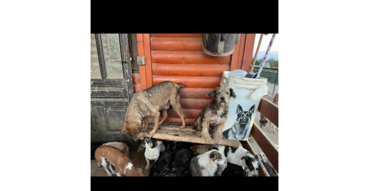 Hilfe für Hunde in Svilos -Serbien
