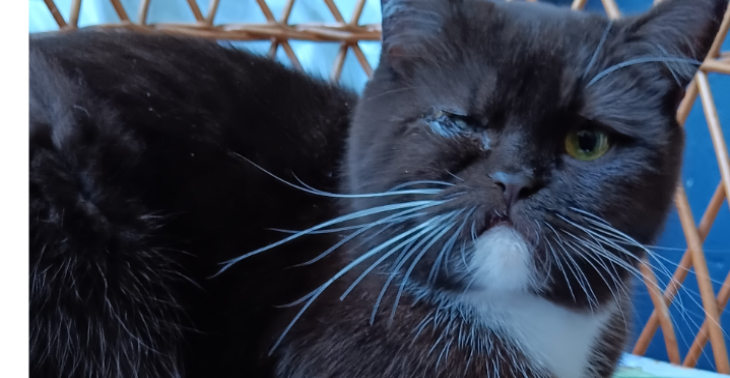 Hilf mir meine Katze zu retten