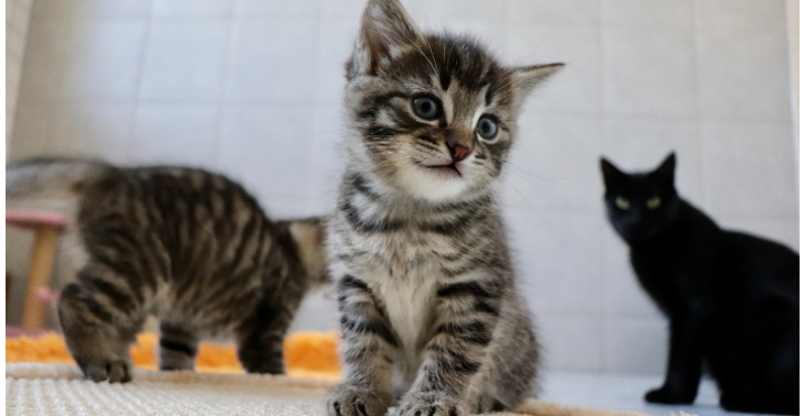 Bedürftige Tiere