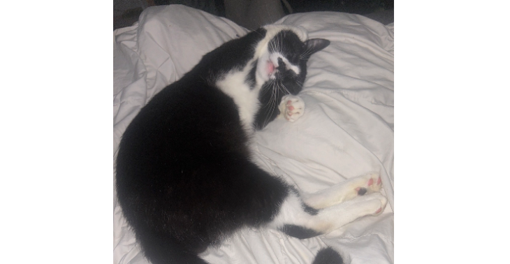 💔 Bitte helft meinem geliebten Kater Spike 💔