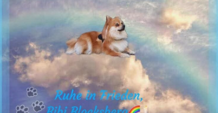 BiBi über die Regenbogenbrücke 😪😮‍💨