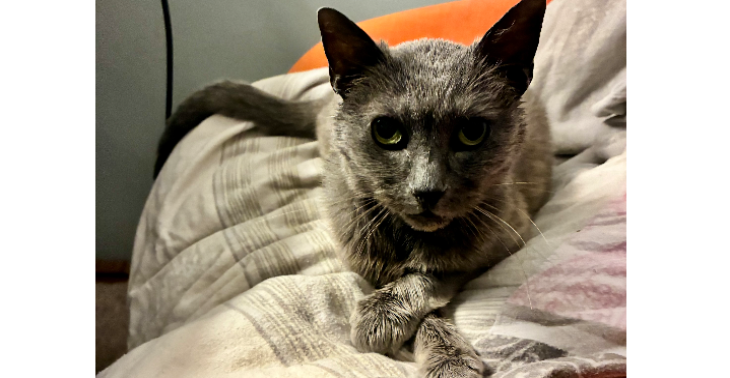 Streunerkatze Bogota möchte einen schönen letzten Abschnitt