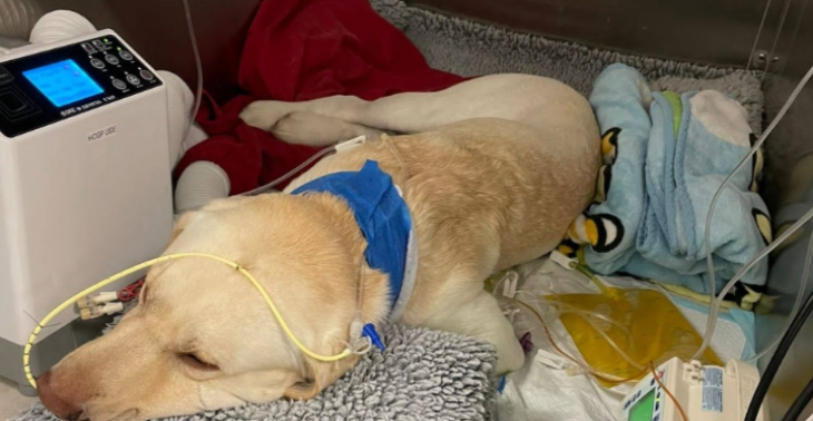 Luna ein kleiner Hund ein Großer Kämpfer