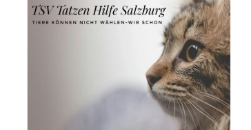 Rettet mit uns Katzen in Not!