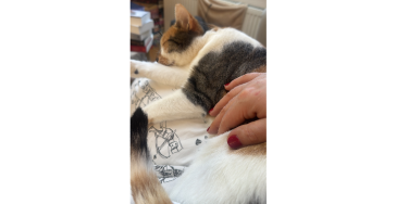 ZahnOP für Nia 🐱