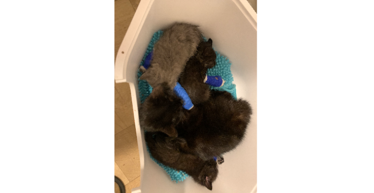 Hilfe für meine vergifteten Katzenbabys – Unterstützung für Tierarztkosten