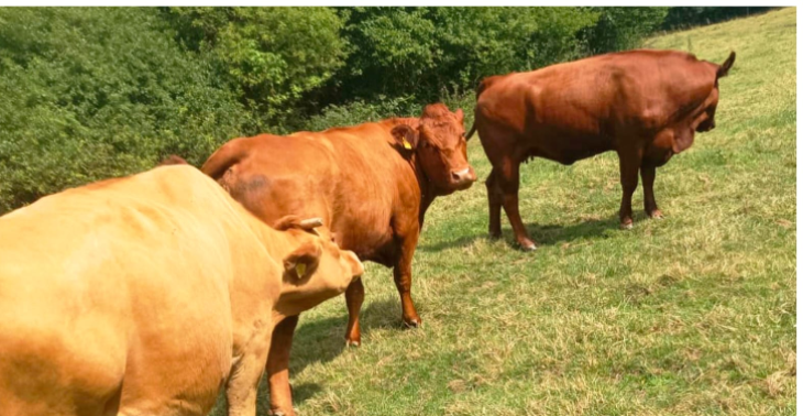 Jana-Luisa Landwirtschaftliche Betriebe Stiftung